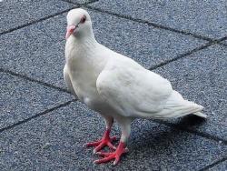 Białe gołębie