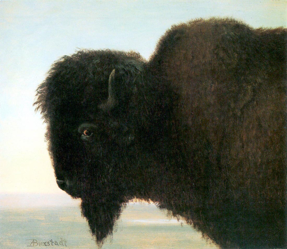 Buffalo Head - Bierstadt
