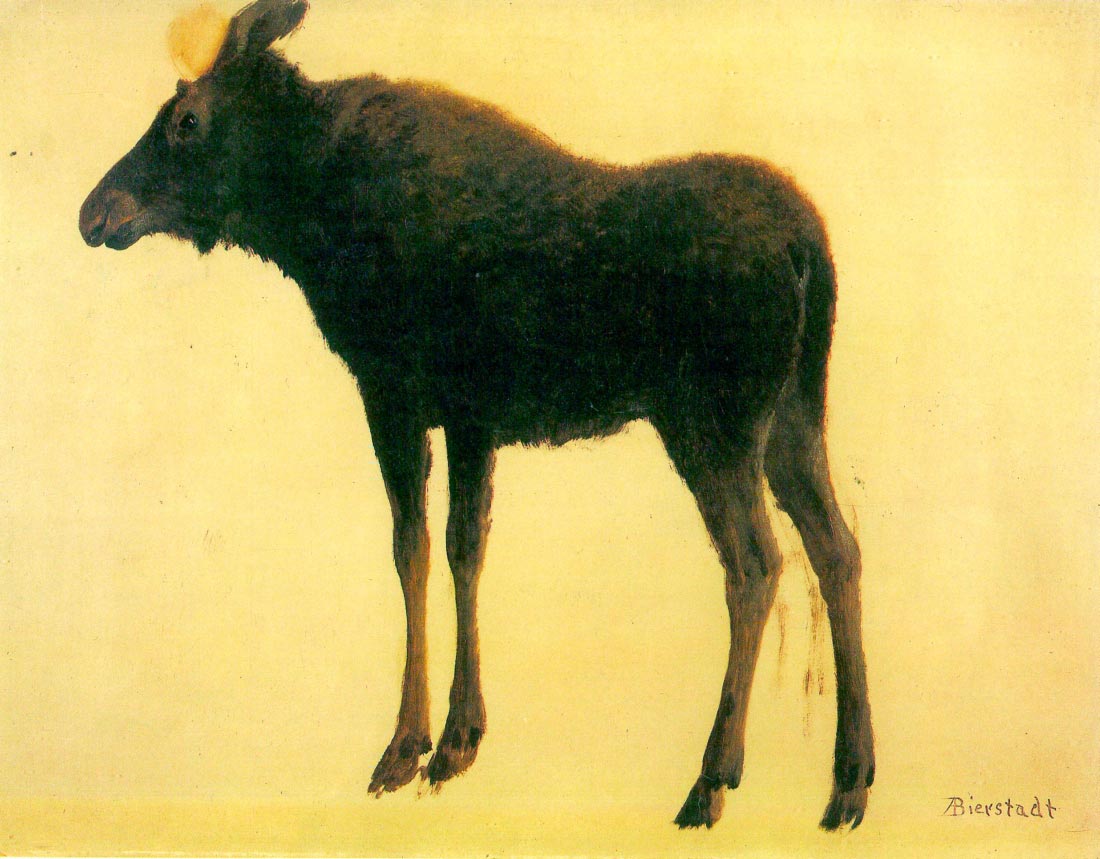 Elk - Bierstadt