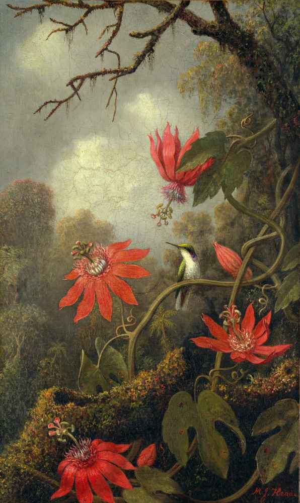 Hummingbird and Passionflowers - Martin Johnson Heade