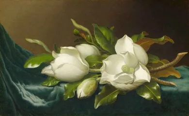 Magnolias on Light Blue Velvet Cloth - Martin Johnson Heade