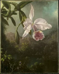 Orchid Blossoms - Martin Johnson Heade