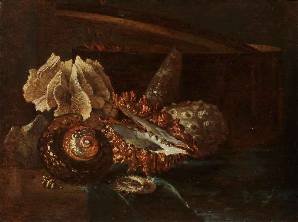 Still Life with Shells and Coral - Willem Kalf