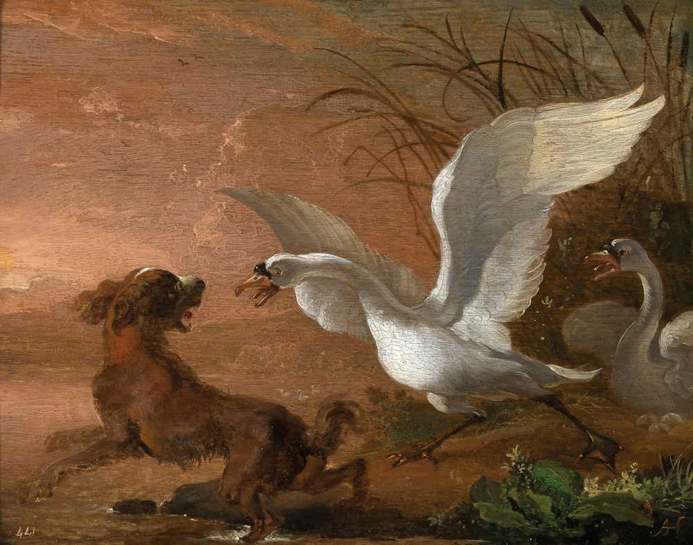 A swan attacking a dog - Abraham Hondius