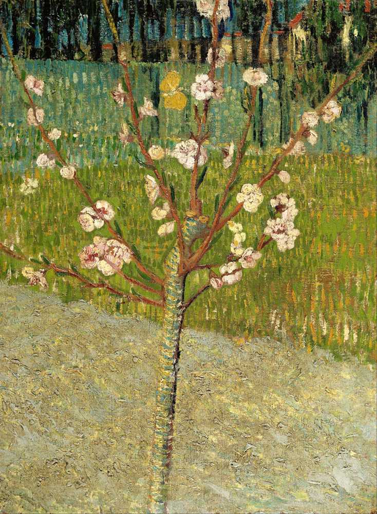Almond tree in blossom - Vincent van Gogh