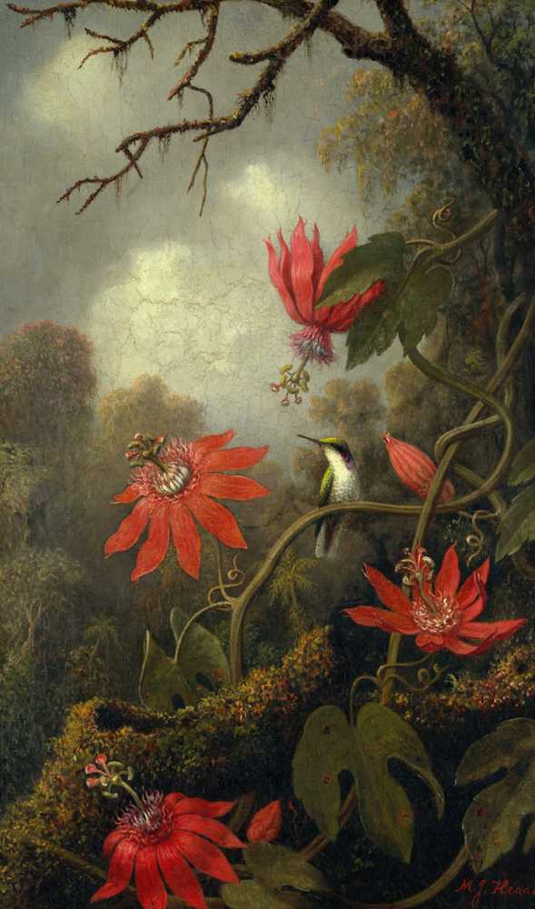 Hummingbird and Passionflowers (ca. 1875–85) - Martin Johnson Heade