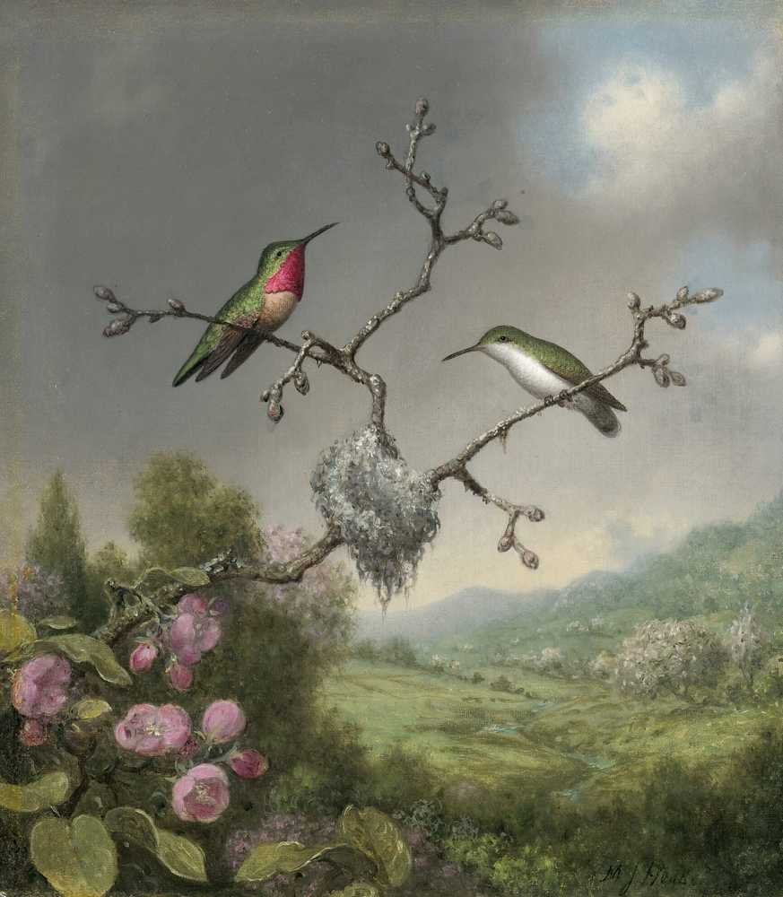 Hummingbirds and apple blossoms - Martin Johnson Heade