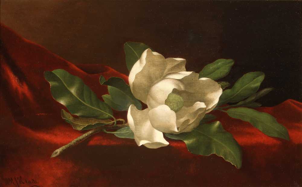 Magnolia (c.1885–95) - Martin Johnson Heade