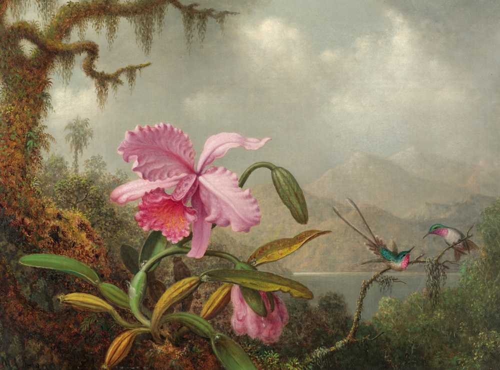 Orchids And Hummingbirds - Martin Johnson Heade