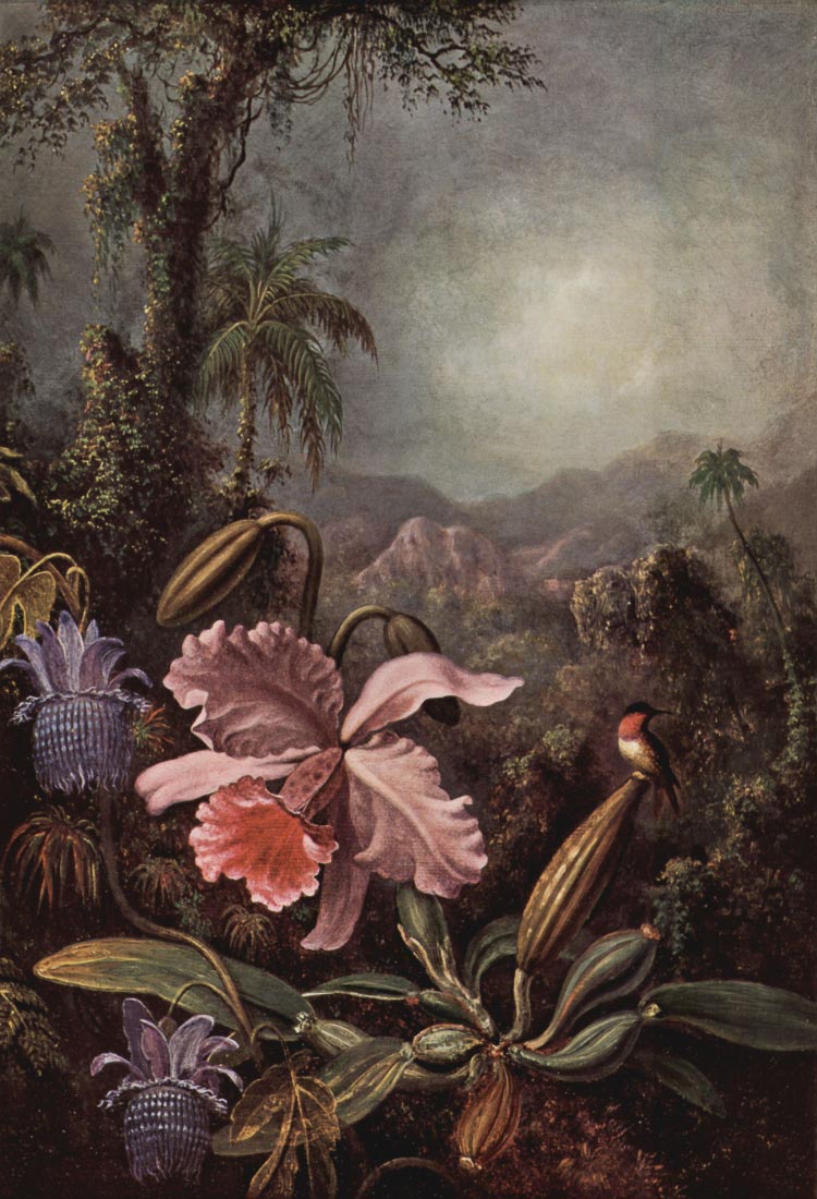 Orchids, passion flowers and hummingbirds - Martin Johnson Heade