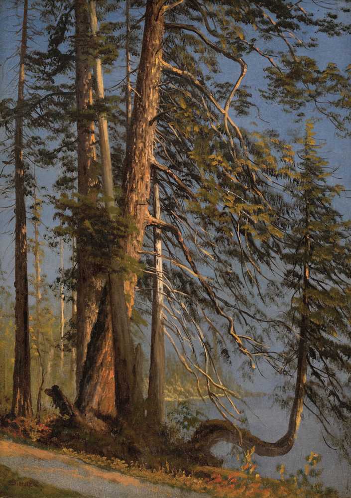 Park at Vancouver (ca 1889) - Albert Bierstadt