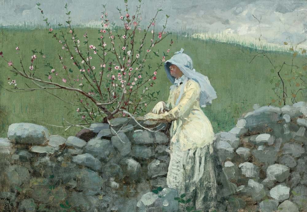 Peach Blossoms - Winslow Homer