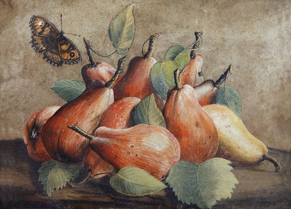 Still Life With Pears And A Butterfly - Giovanna Garzoni