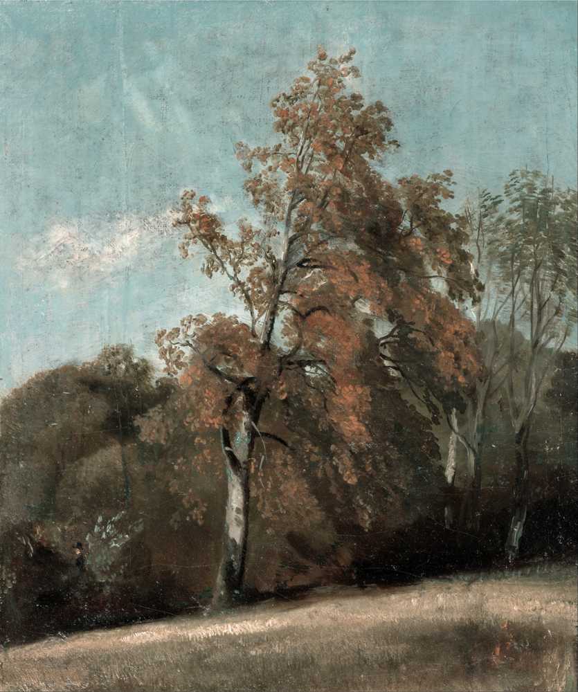 Study of an Ash Tree (1801-1803) - John Constable