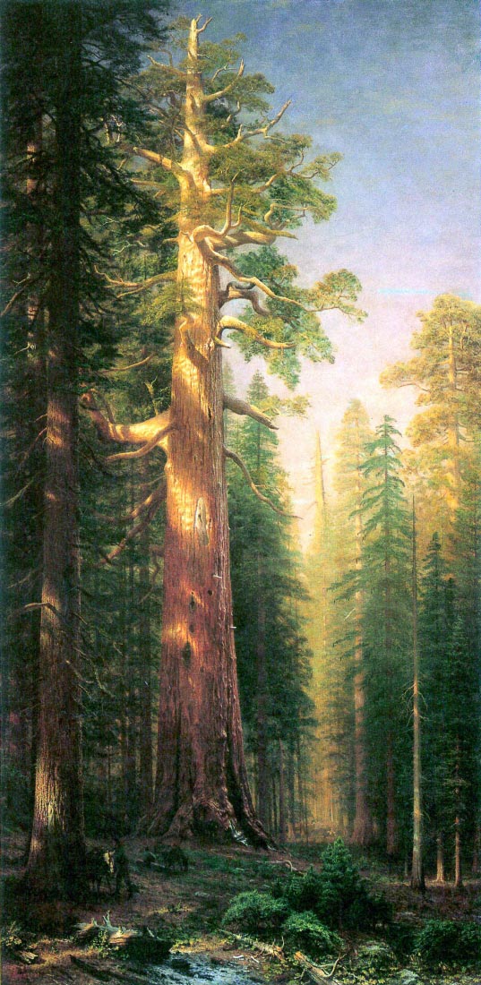 The big trees, Mariposa Grove, California - Bierstadt