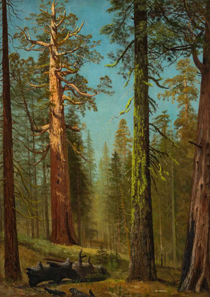 The Grizzly Giant Sequoia, Mariposa Grove, California (circa 1872... - Bierstadt