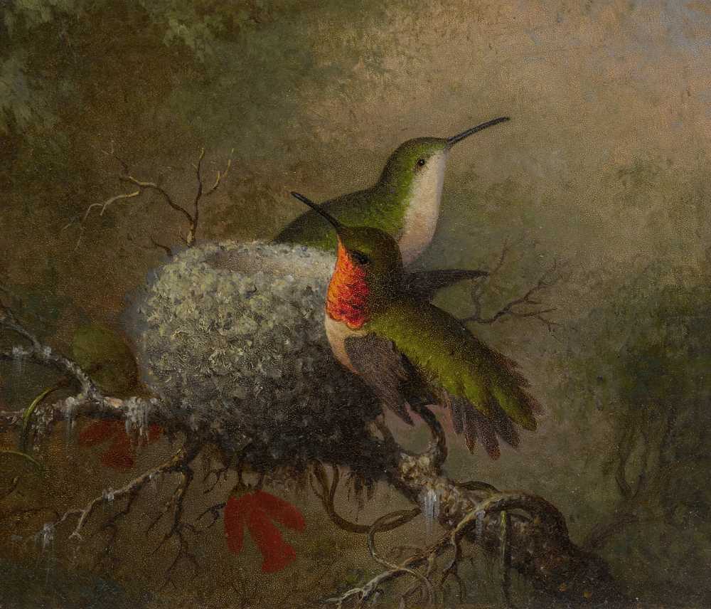 Two Ruby Throats By Their Nest (1862-63) - Martin Johnson Heade